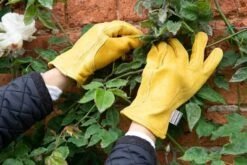 Town & Country Deluxe Premium Leather Gloves - Medium