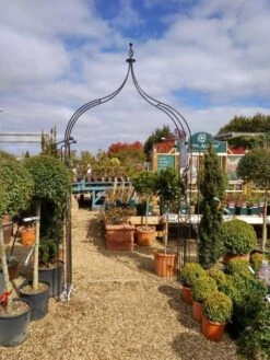 Poppy Forge Flower Arch Ogee 7 Poppy Forge Flower Arch Ogee -Outdoor Garden 53242 26533