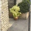 Poppy Forge Buckingham Wall Arch Fix -Outdoor Garden 53243 26535